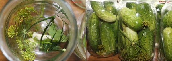 Ogórki kiszone / Pickled cucumbers