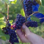 Fermentowane winogrona...