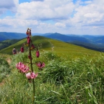Bieszczady
