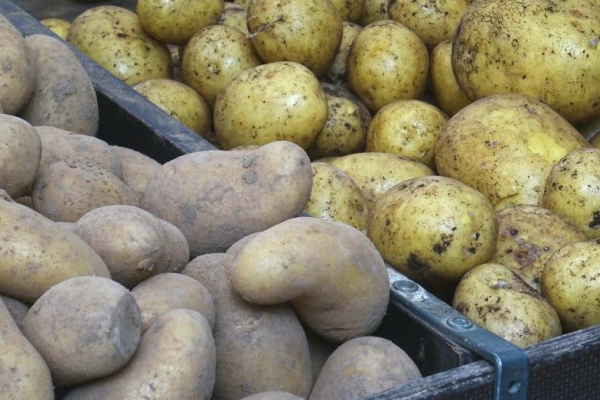Jakie ziemniaki do sałatki, a które na frytki albo na kluski? Typy kulinarne ziemniaków