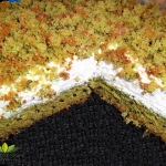 Ciasto zielony mech