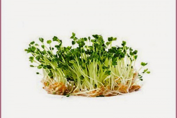 Dlaczego warto jeść kiełki? Why should we eat sprouts?