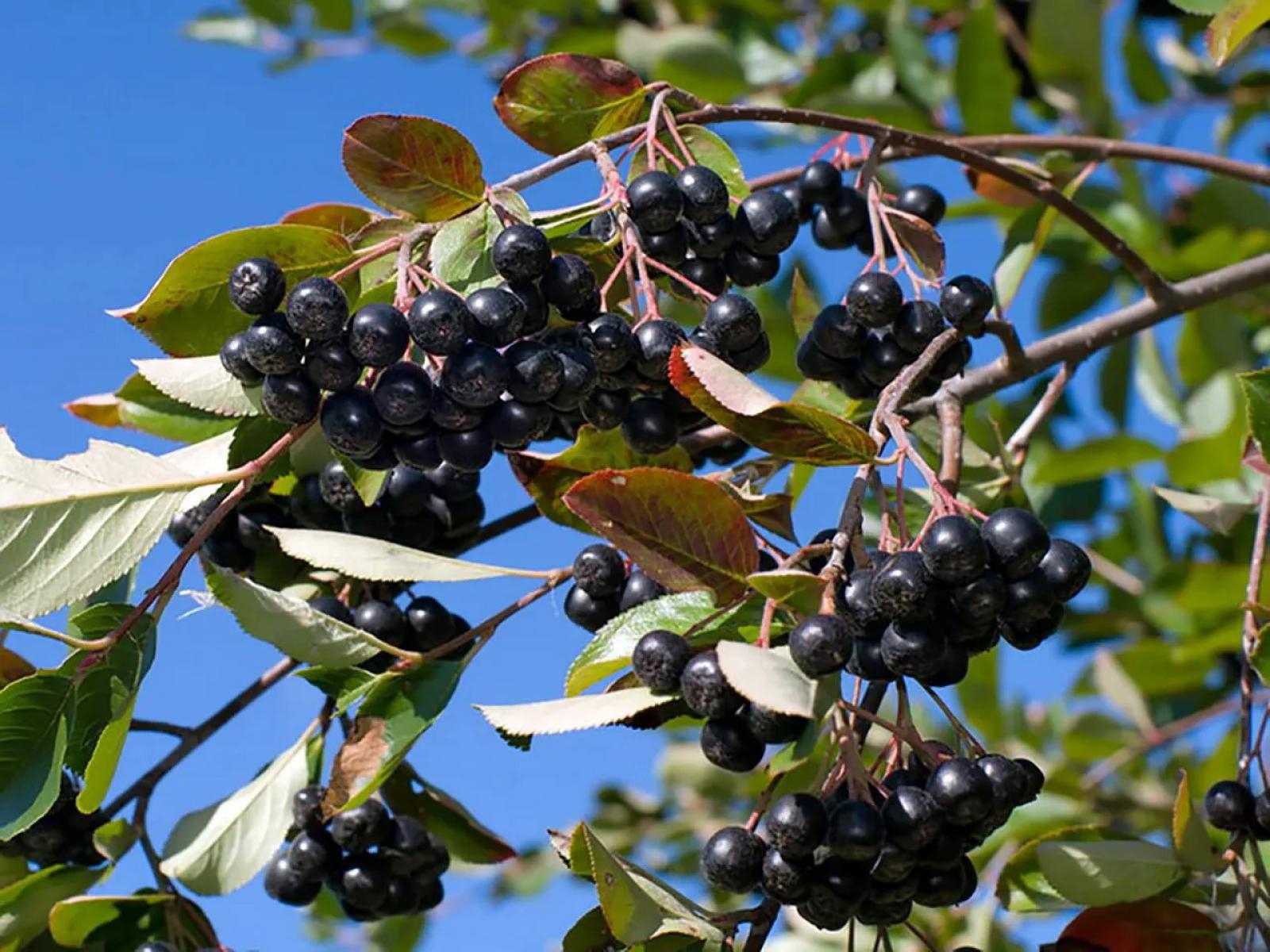 Aronia czarna – odporny krzew o niezwykle wartościowych owocach