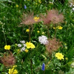 Jak działają zioła...