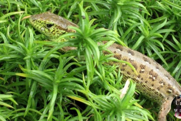 Nasze ogrodowe krokodyle - obserwacja przyrodnicza