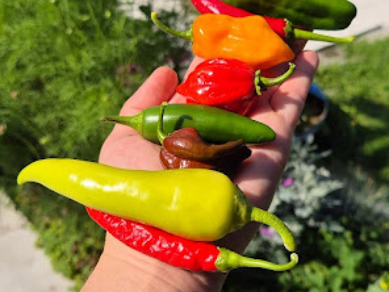 Ostatni moment na wysiew ostrych papryczek