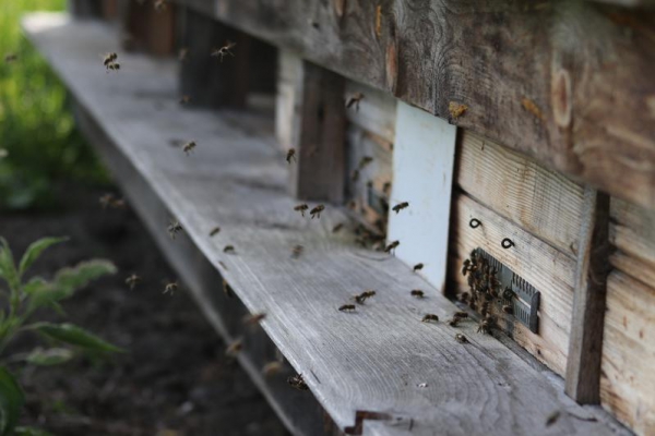 Pyłek pszczeli na odchudzanie