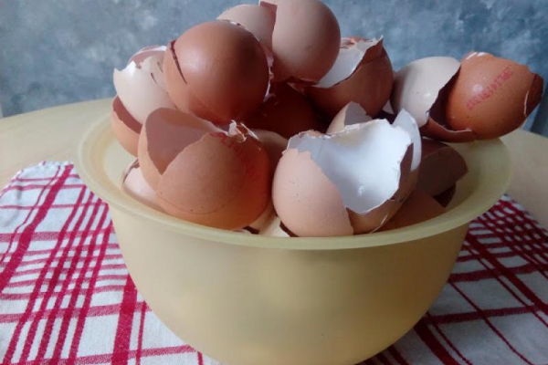 Jak wykorzystać skorupki po jajkach w ogrodzie?