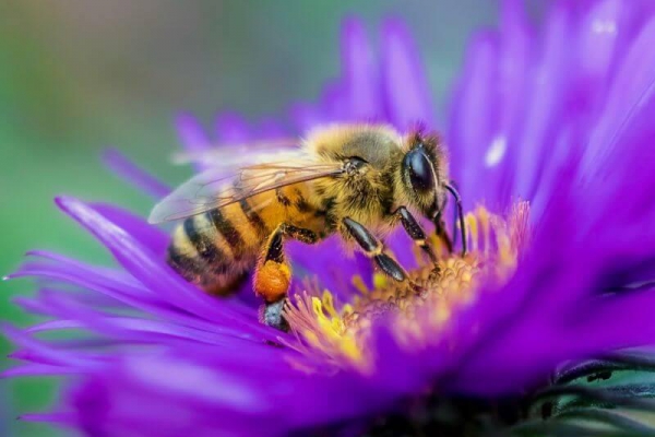 Najstarsze leki świata. Co to jest pyłek kwiatowy i jakie są jego właściwości?