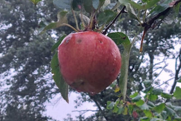 Sezon na jabłka