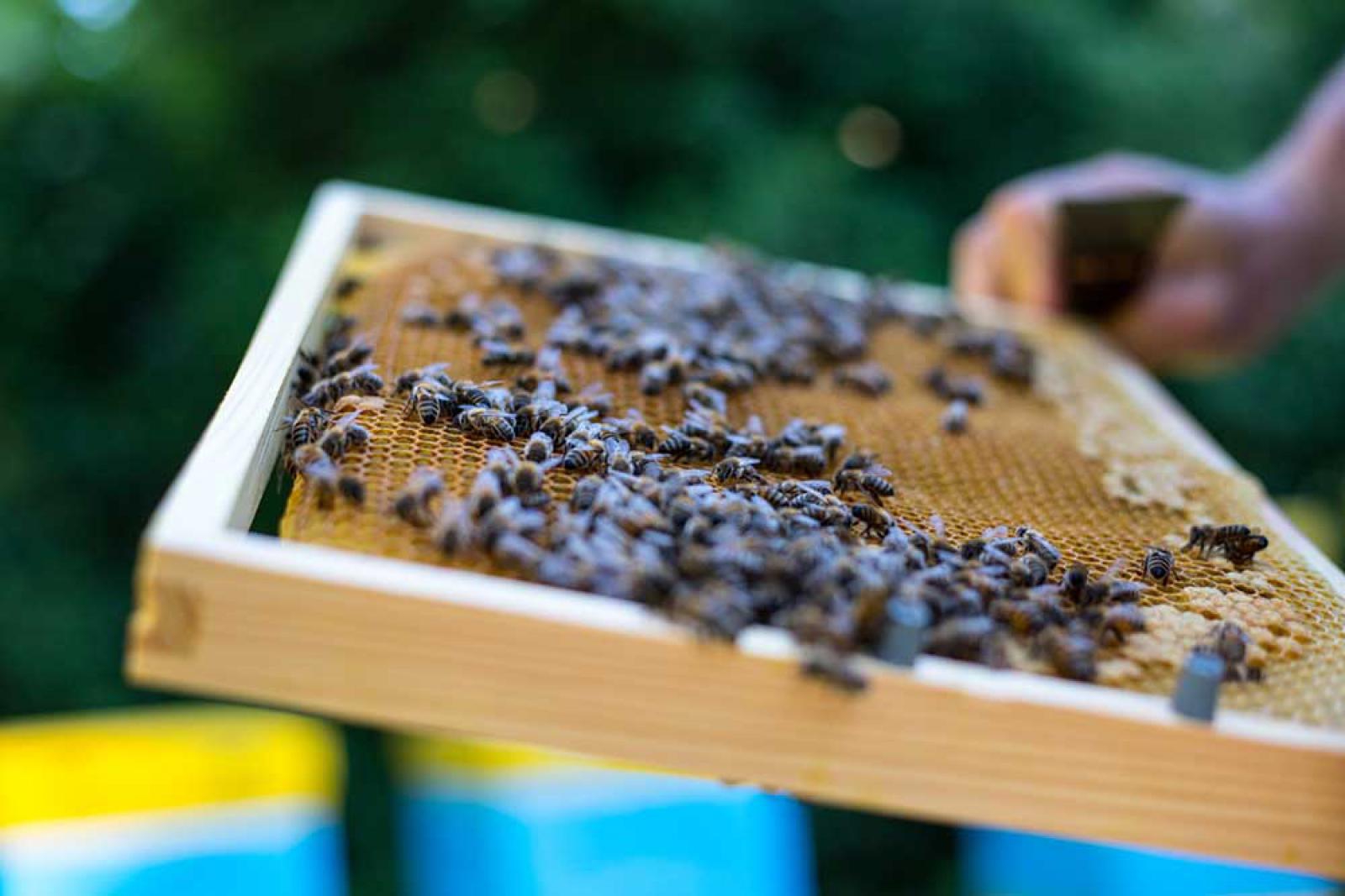 Produkty pszczele w kuchni i domowej spiżarni: pyłek, pierzga, propolis