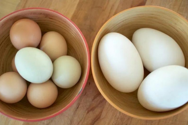 Jak i ile gotować gęsie jaja