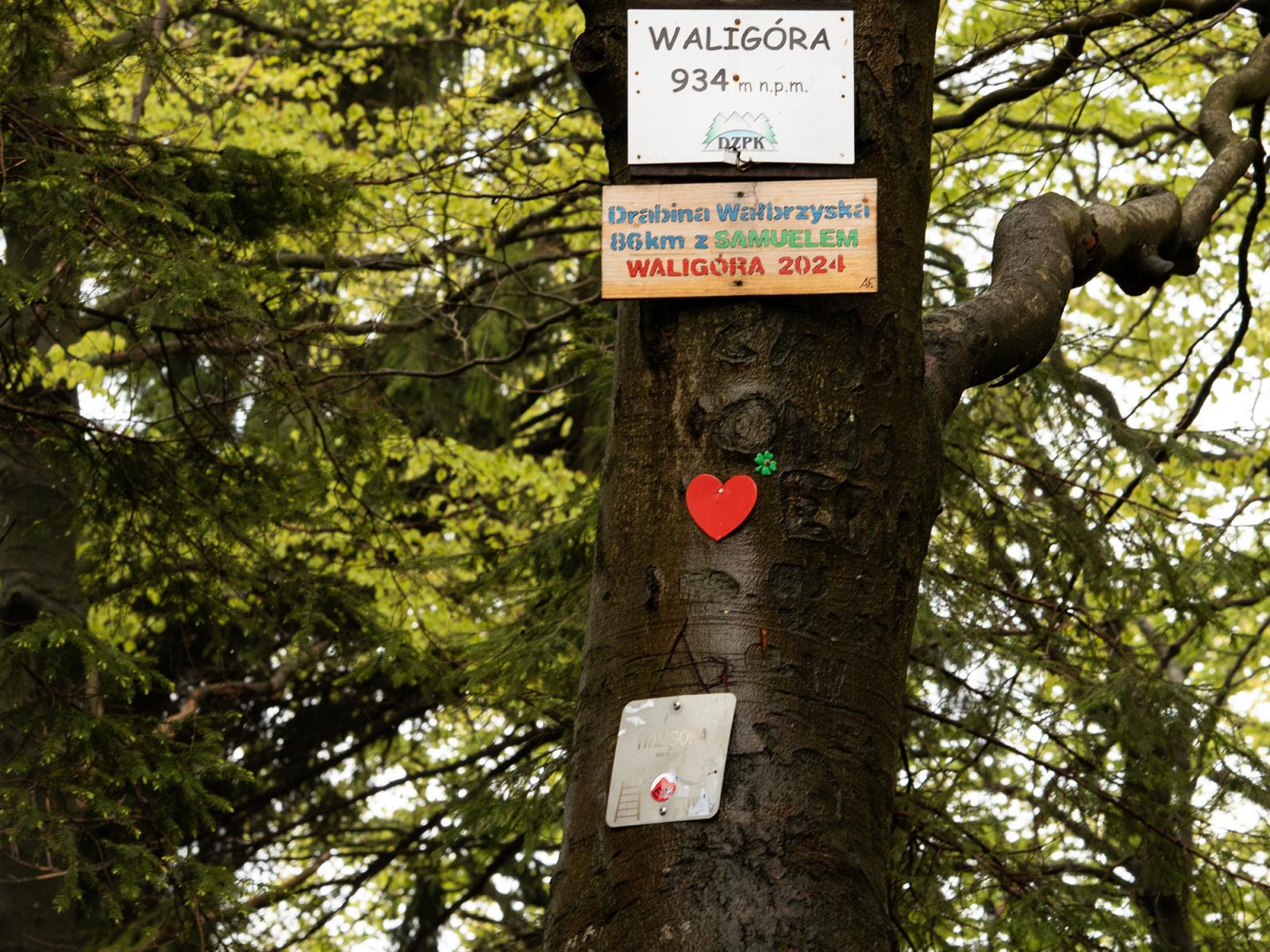 WALIGÓRA (934 M N.P.M.) – NAJKRÓTSZY SZLAK NA SZCZYT KORONY GÓR POLSKI W GÓRACH KAMIENNYCH