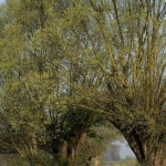 MAGICZNE ZAKĄTKI GROMCA