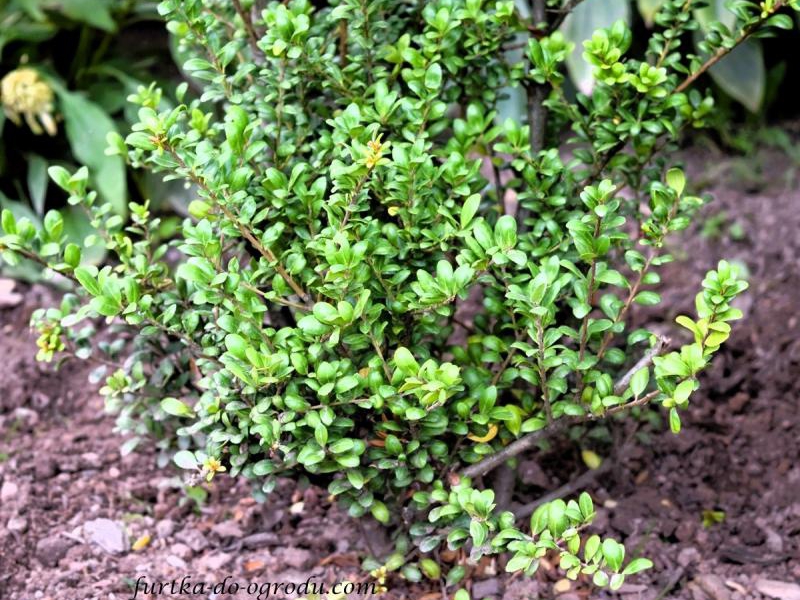 Ostrokrzew bukszpanowy /Ilex/ - elegancja i wieczna zieleń w ogrodzie