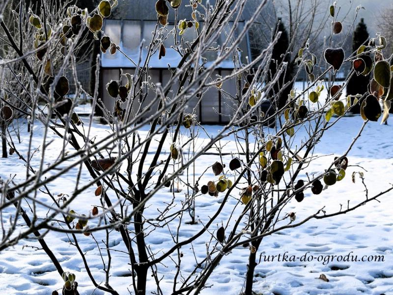 Zima rysuje ogród na nowo