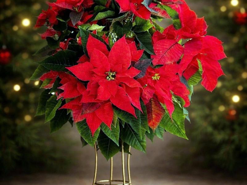 Gwiazda betlejemska - świąteczna dekoracja