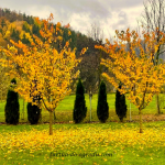 Co słychać w ogrodzie...
