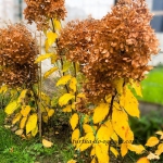 Jesienne przemijanie w...