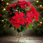 Gwiazda betlejemska -...