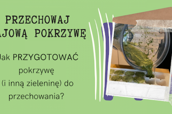 Zachowaj smak i dobroć wiosny na dłużej! Mroź pokrzywę, gdy ma najwięcej wartości odżywczych