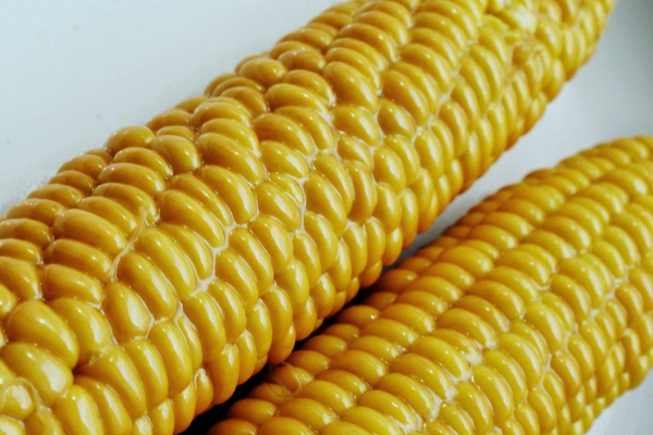 Klasyczna kolba kukurydziana