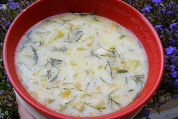 pyszna koperkowo-kalafiorowa zupa na maśle i mleku...