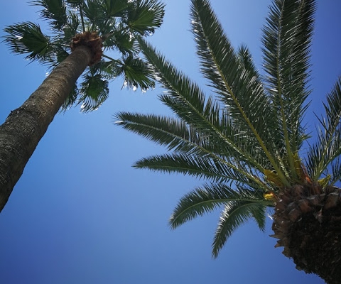 Pod tunezyjskimi palmami