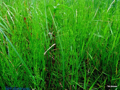 Skrzyp polny - Equisetum Arvense