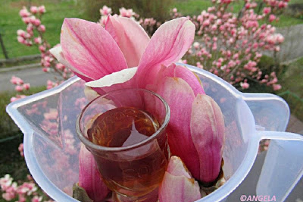 Syrop z kwiatów magnolii - Magnolia Flower Syrup Recipe - Sciroppo di fiori di magnolia