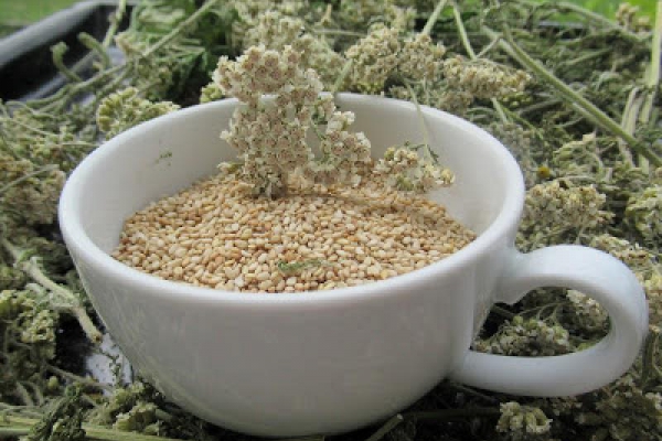 Posypka krwawnikowo-sezamowa - Yarrow And Sesame Seed Aromatic Powder - Fiori di millefoglio con semi di sesamo in polvere