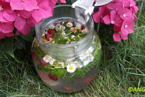 Lemoniada stokrotkowo-malinowa - Raspberry And Daisy Lemonade Recipe - Bibita alle margherite e lamponi