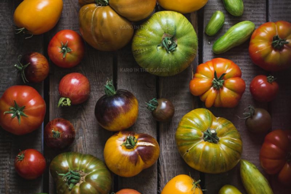 43 odmiany pomidorów które uprawiałam w tym roku – cz. II