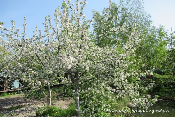 Wiosna w sadzie i  Kaprysik