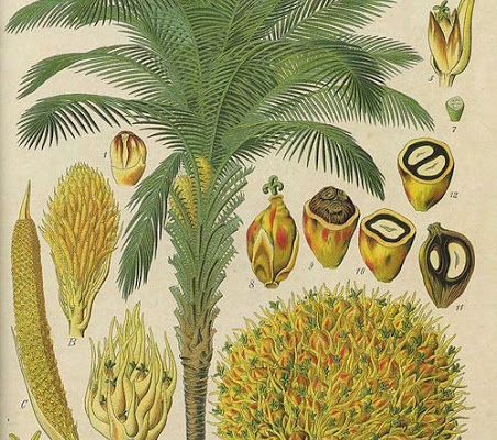 Olej palmowy - jak żyć bez niego?