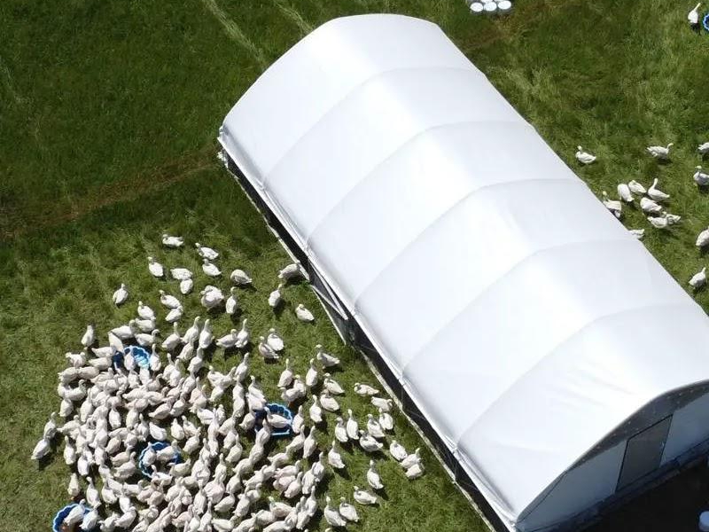 Świnie rasy puławskiej w Manufakturze Dobra – smak, który wraca do korzeni