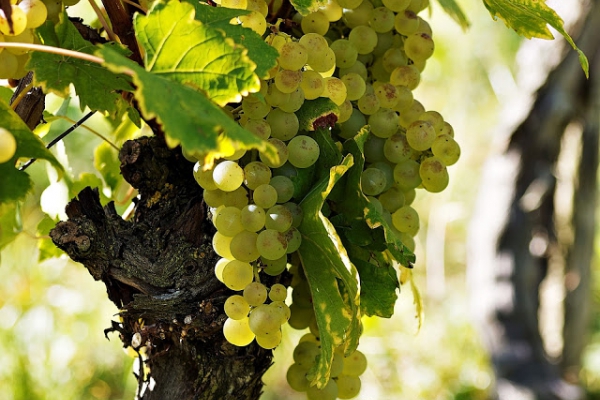 Aromatyczna konfitura z białych winogron z figami.