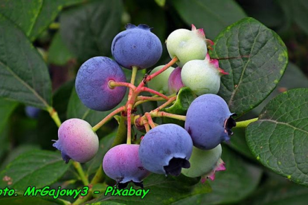 Nalewka z owoców borówki amerykańskiej ( naturalny eliksir młodości ).