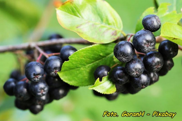 Nalewka z owoców aronii ( naturalny eliksir zdrowia ).