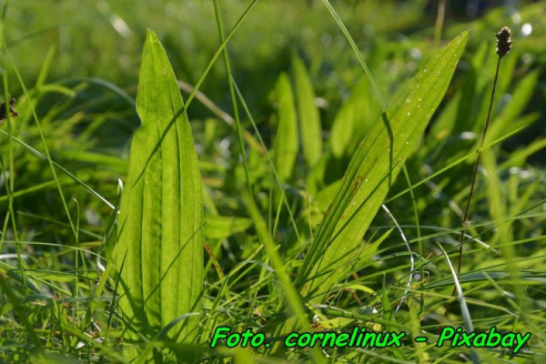 Herbatka z liści babki lancetowatej ( pomocna przy infekcjach górnych dróg oddechowych ).