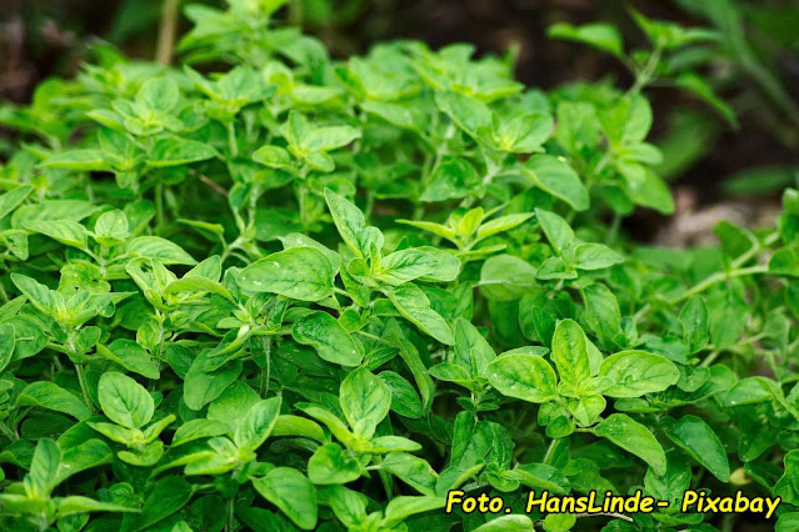 Oregano – do czego używać, jak przechowywać i jaki smak nadaje potrawom ? Kompletny poradnik.