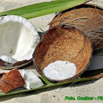 Nalewka kokosowa ( z...