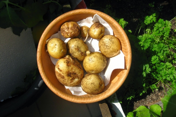 Uprawa ziemniaków na balkonie